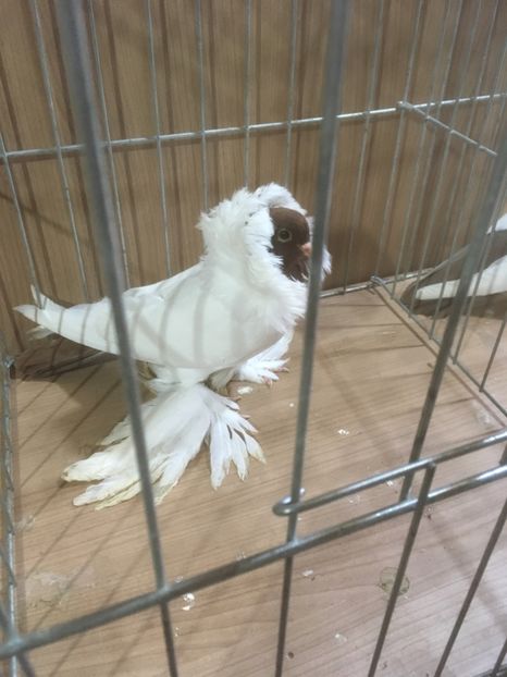  - De vanzare Cap de maur