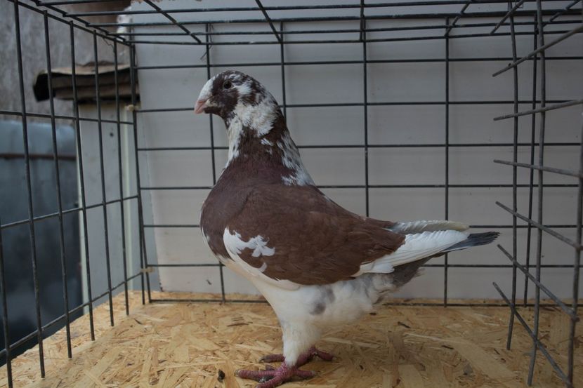 b2017vindut - MATCA DE VINZARE