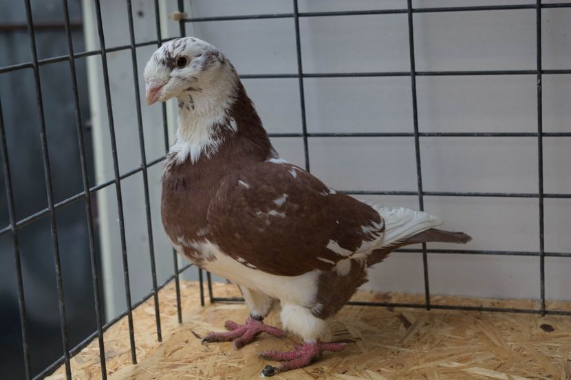 f2016 - MATCA DE VINZARE