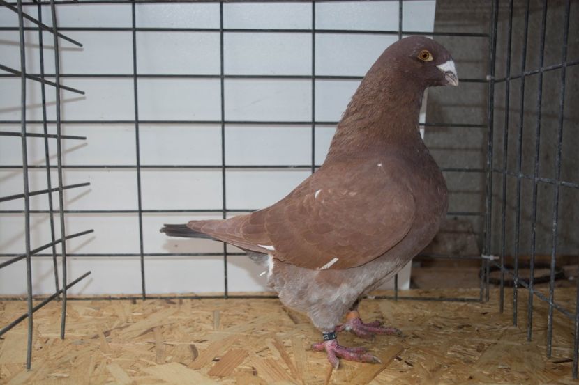 De vinzare f 2016 - MATCA DE VINZARE