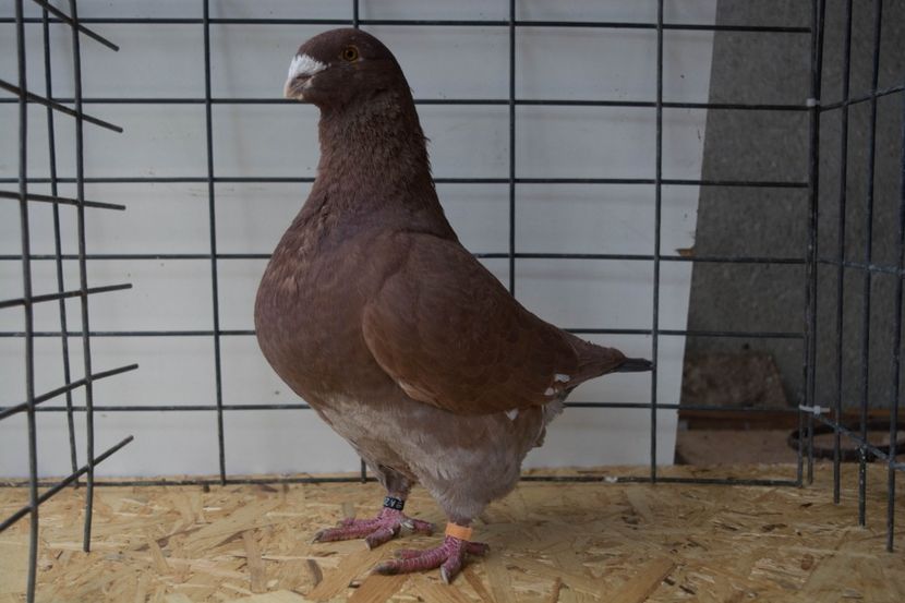 De vinzare f2016 - MATCA DE VINZARE