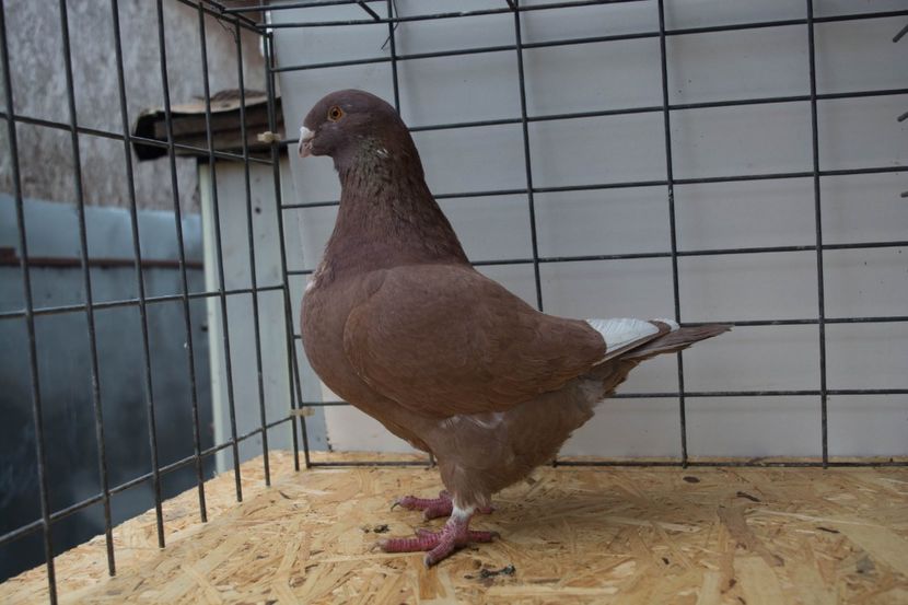 f2017 - MATCA DE VINZARE