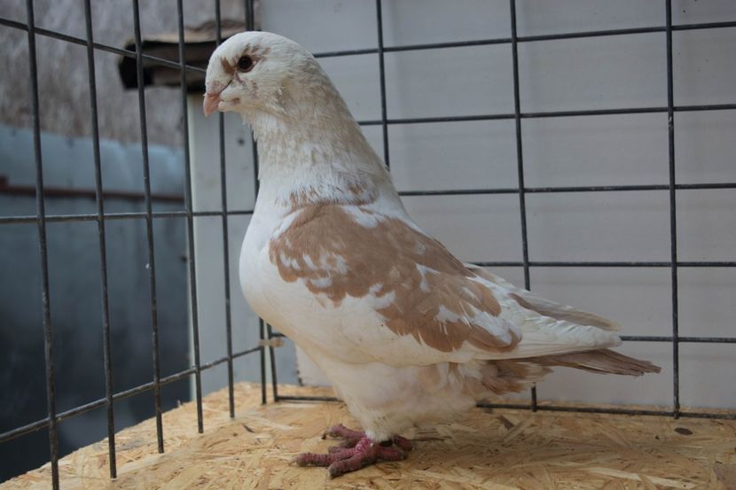 De vinzare f2016 vinduta - MATCA DE VINZARE