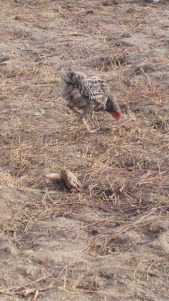 Pasare bolnava - SOS-pasari