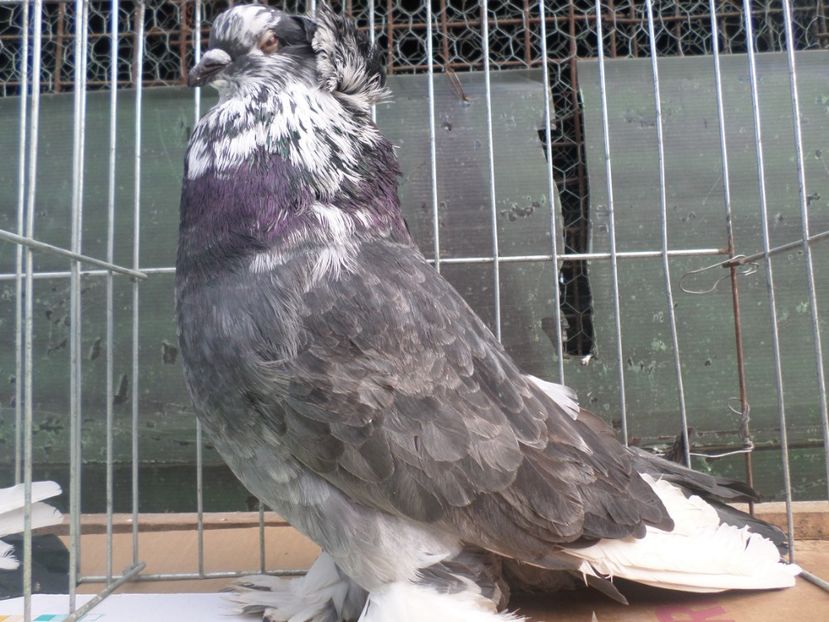 MASC 509 017 94 pct expo dolj   P3 - AAAAAA URIASI MAGHIAR PERECHI 2019