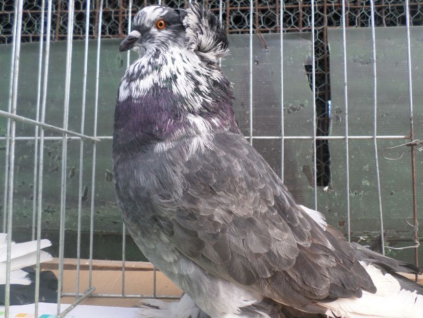 masc 2017 per 4 - AAAAAA URIASI MAGHIAR PERECHI 2019