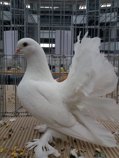  - Expo Craiova - Fauna Baniei 2017