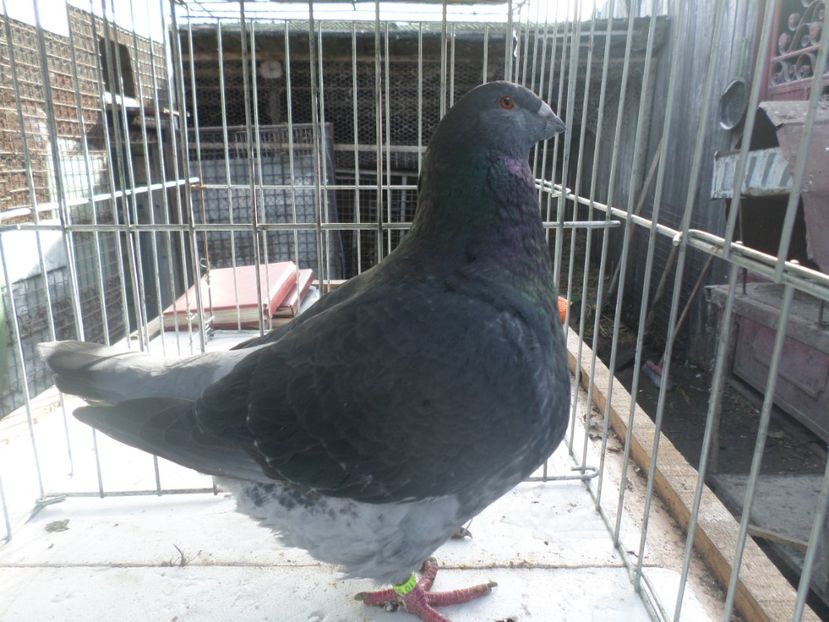 F 1157-17 - ARHIVA 2016 -2017-2o18-2019-2020