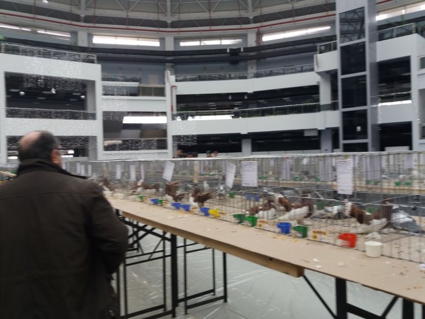  - Expo Craiova - Fauna Baniei 2017