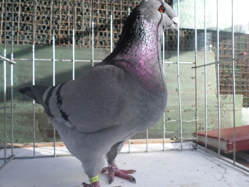 masc.018 def minor la cioc - AGH PERECHI 2020