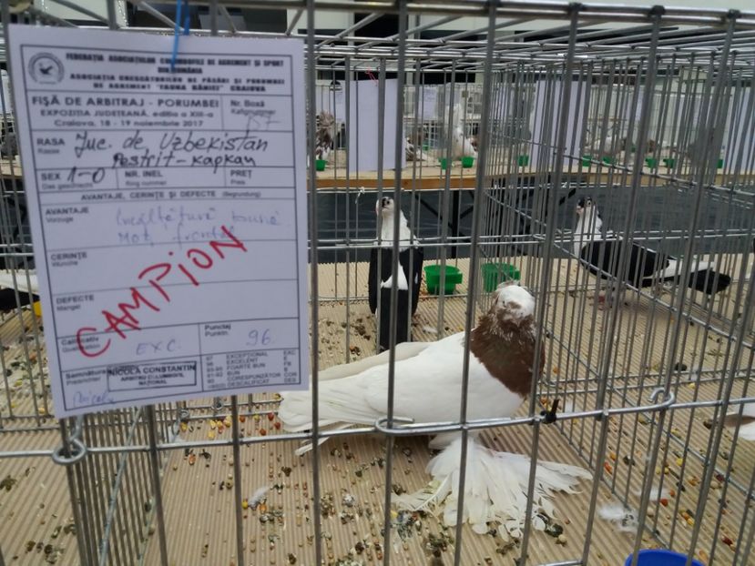  - Expo Craiova - Fauna Baniei 2017