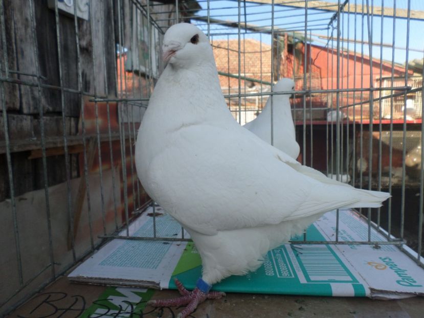 F 10269-17 - ARHIVA 2016 -2017-2o18-2019-2020