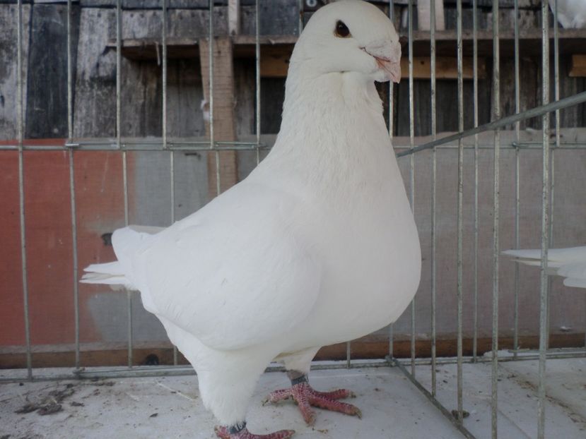 M10292-16 - ARHIVA 2016 -2017-2o18-2019-2020