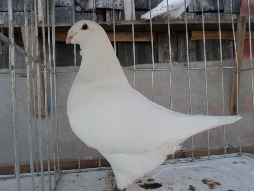 F 10269 16 - ARHIVA 2016 -2017-2o18-2019-2020