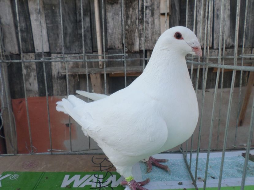 F O299-17 - AGH PERECHI 2020