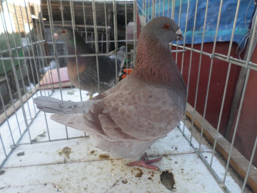 M 204-17 94 PUNCTE EXPO PRAHOVEANA 2018 - ARHIVA 2016 -2017-2o18-2019-2020