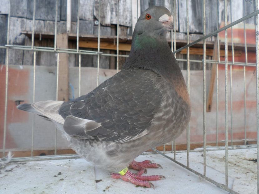 F 0298-17 - ARHIVA 2016 -2017-2o18-2019-2020