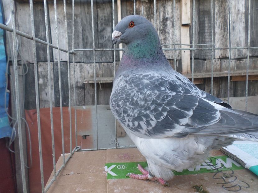 F 0294-17 - ARHIVA 2016 -2017-2o18-2019-2020