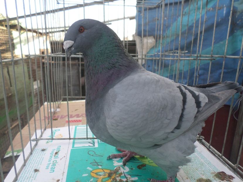 M 1745-17CAMPION 2018 expo Prahoveana - AGH PERECHI 2020