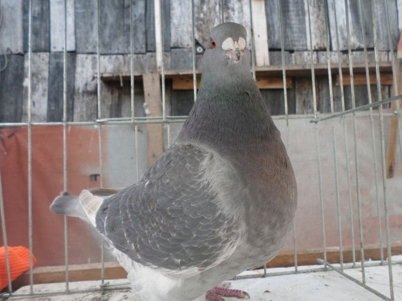 SAM_5010 - ARHIVA 2016 -2017-2o18-2019-2020