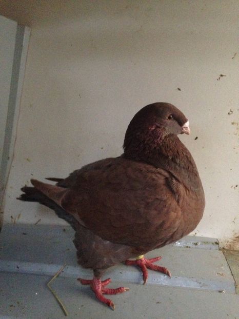 F 2017 vanduta - Porumbei vanduti 2017-2025