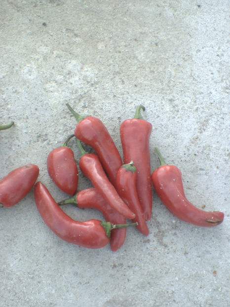 iute semilung - sfirsit de noiembrie 2017