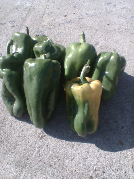 gras - sfirsit de noiembrie 2017