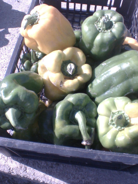 urias gras - sfirsit de noiembrie 2017