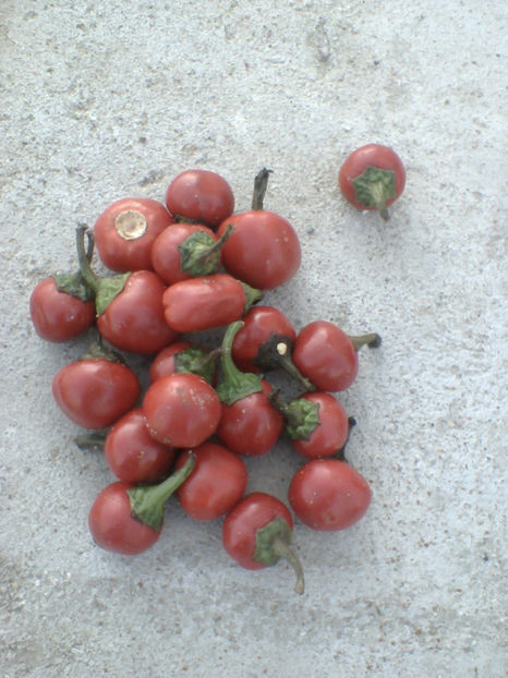Red cherry cirease - sfirsit de noiembrie 2017