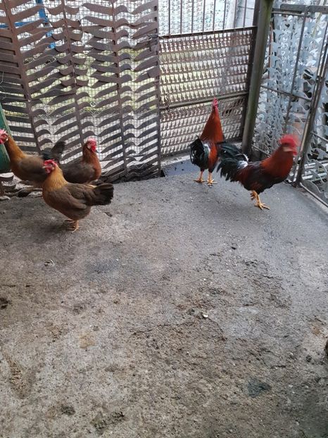  - 5 GAINI ITALIENE 2018