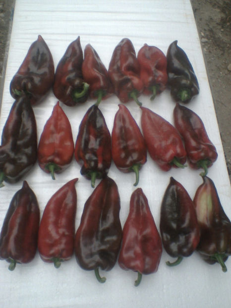 capia sirbesc - sfirsit de noiembrie 2017