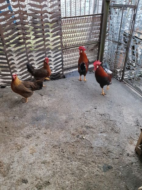  - 5 GAINI ITALIENE 2018