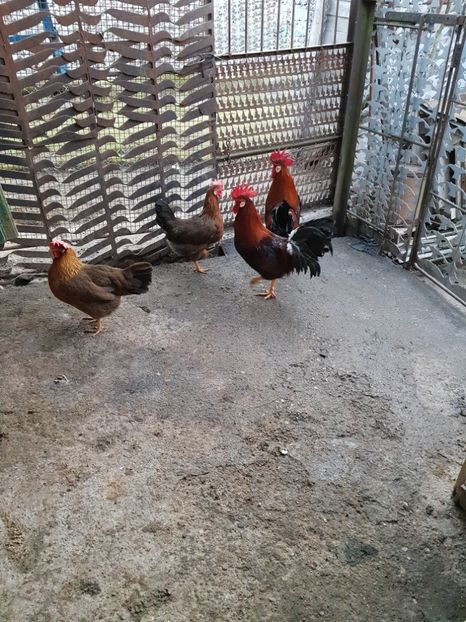  - 5 GAINI ITALIENE 2018