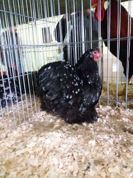 IMG-20171209-WA0033 - Cochinchina bobat pitic