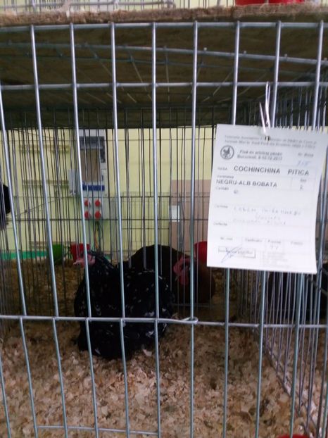 IMG-20171209-WA0034 - Cochinchina bobat pitic