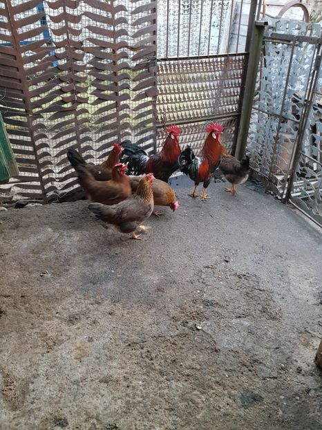  - 5 GAINI ITALIENE 2018