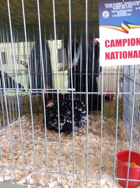 IMG-20171209-WA0018 - Cochinchina bobat pitic