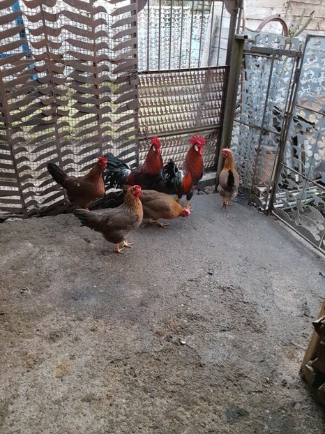  - 5 GAINI ITALIENE 2018