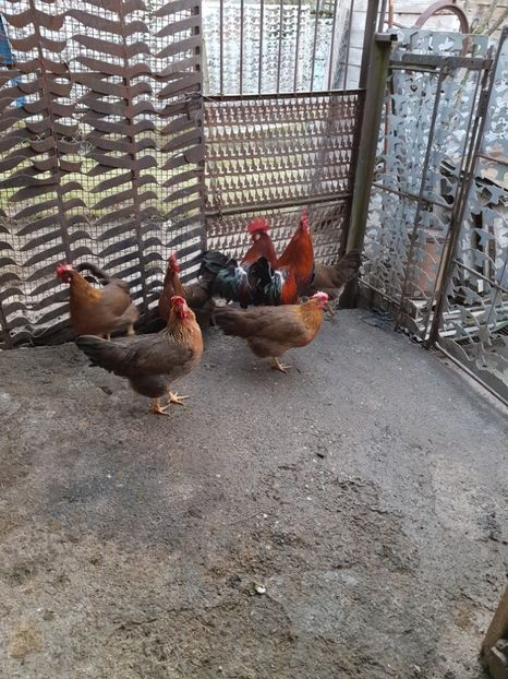  - 5 GAINI ITALIENE 2018