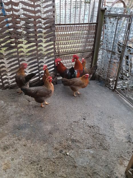  - 5 GAINI ITALIENE 2018