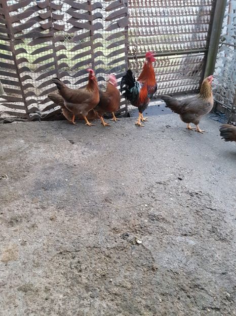  - 5 GAINI ITALIENE 2018