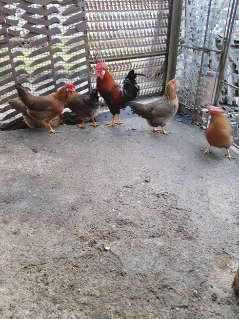  - 5 GAINI ITALIENE 2018