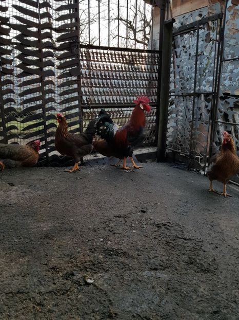  - 5 GAINI ITALIENE 2018