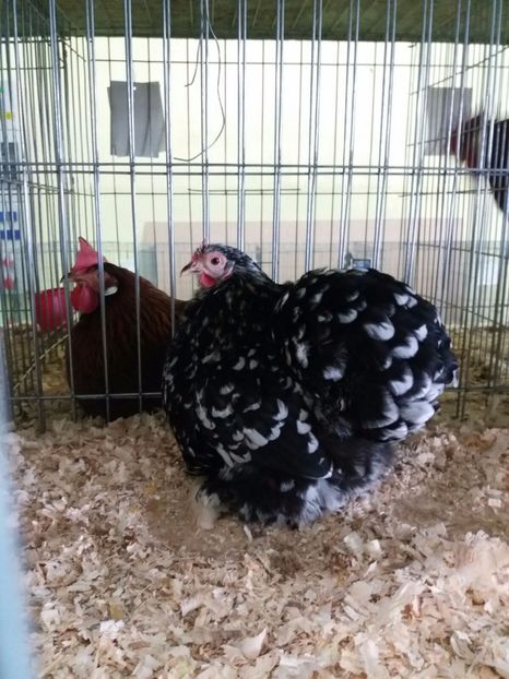 IMG-20171209-WA0016 - Cochinchina bobat pitic