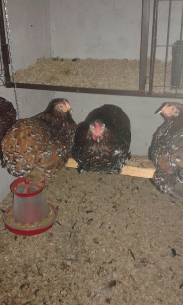  - Wyandotte pitic portelan 2018