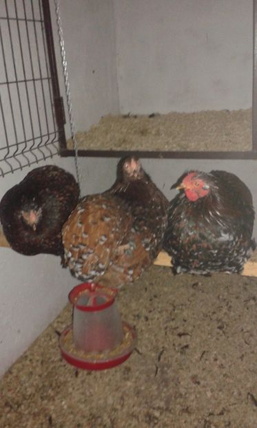  - Wyandotte pitic portelan 2018