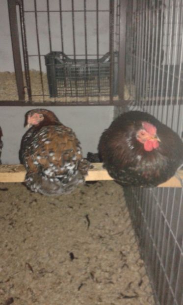  - Wyandotte pitic portelan 2018