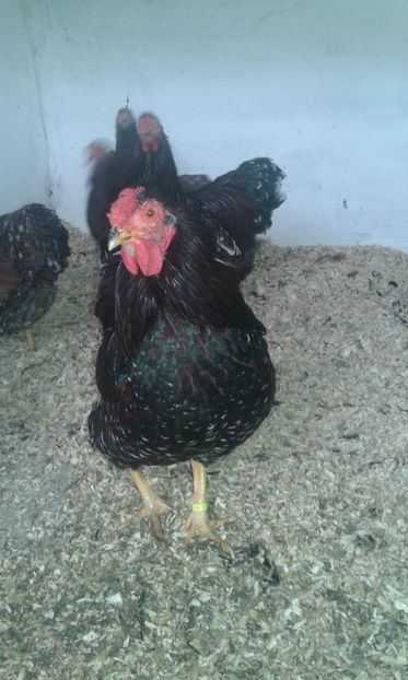  - Wyandotte pitic portelan 2018