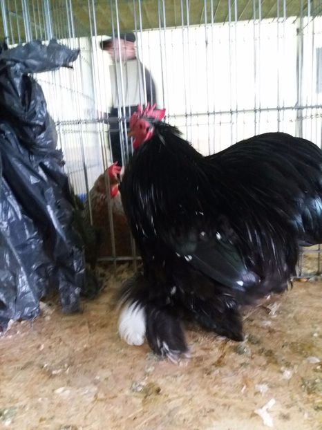 IMG-20171209-WA0013 - Cochinchina bobat pitic