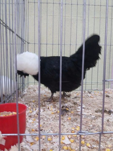 IMG-20171209-WA0011 - MOTATA OLANDEZA